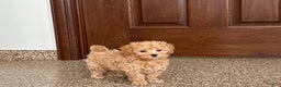 Maltipoo dogs for sale: Terry - Ad 10