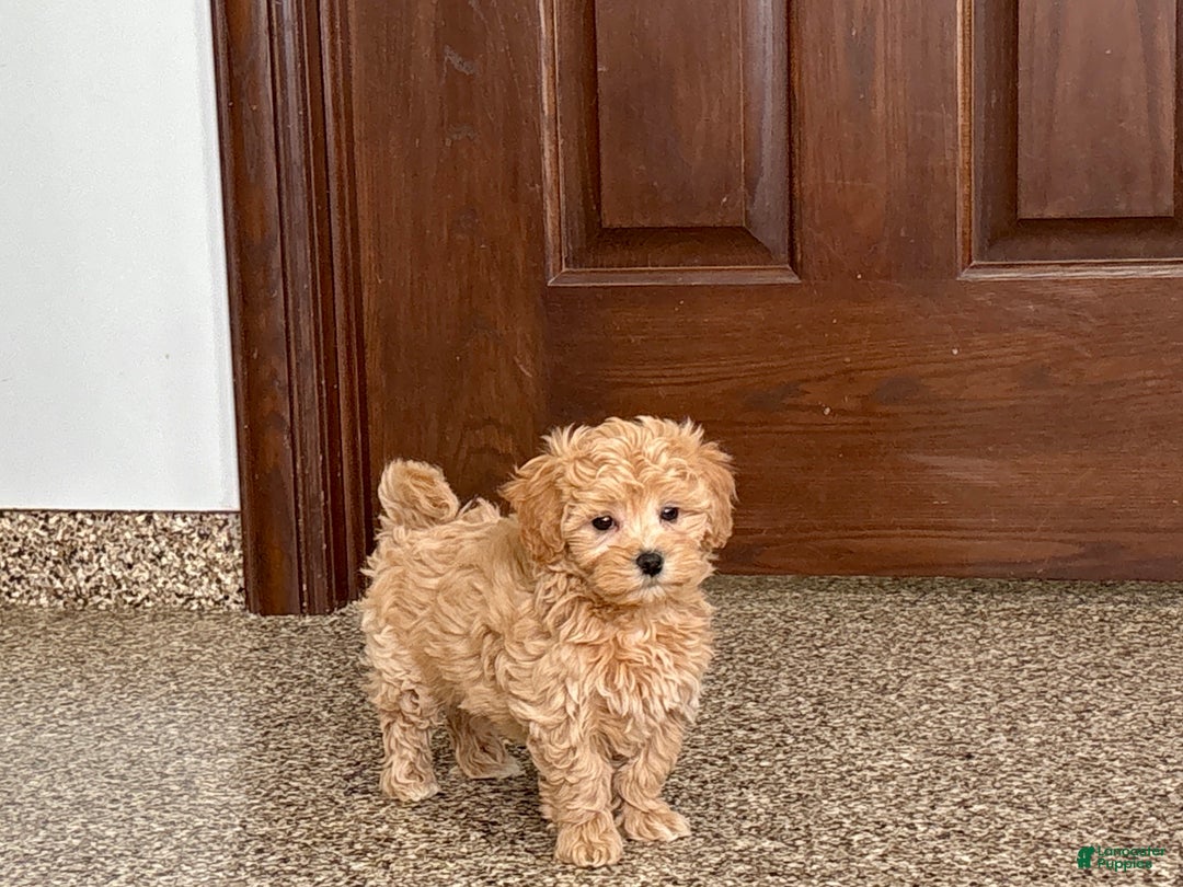Maltipoo dogs for sale: Terry - Ad 10
