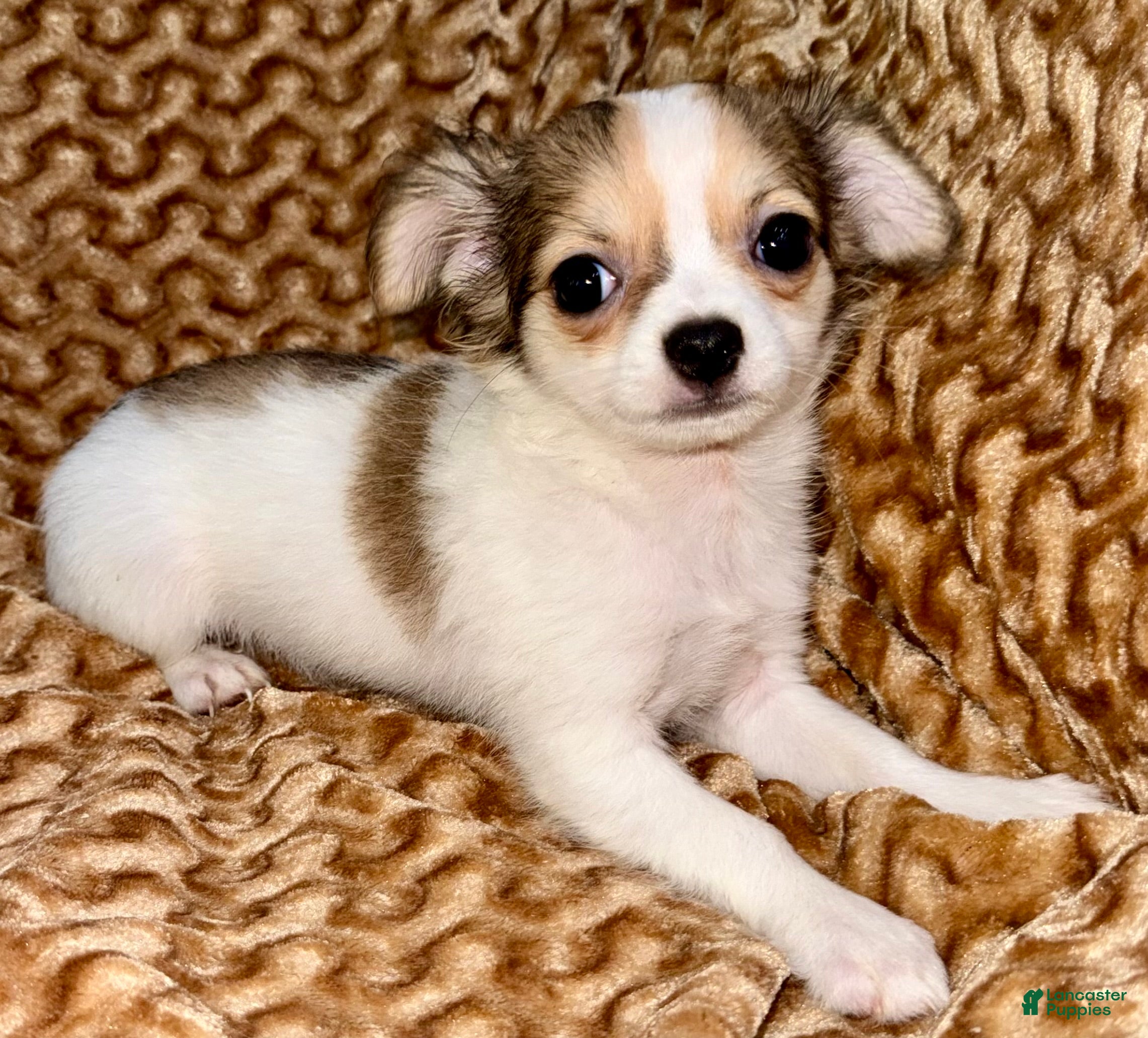 Chihuahua dogs Cookie - Ad 1