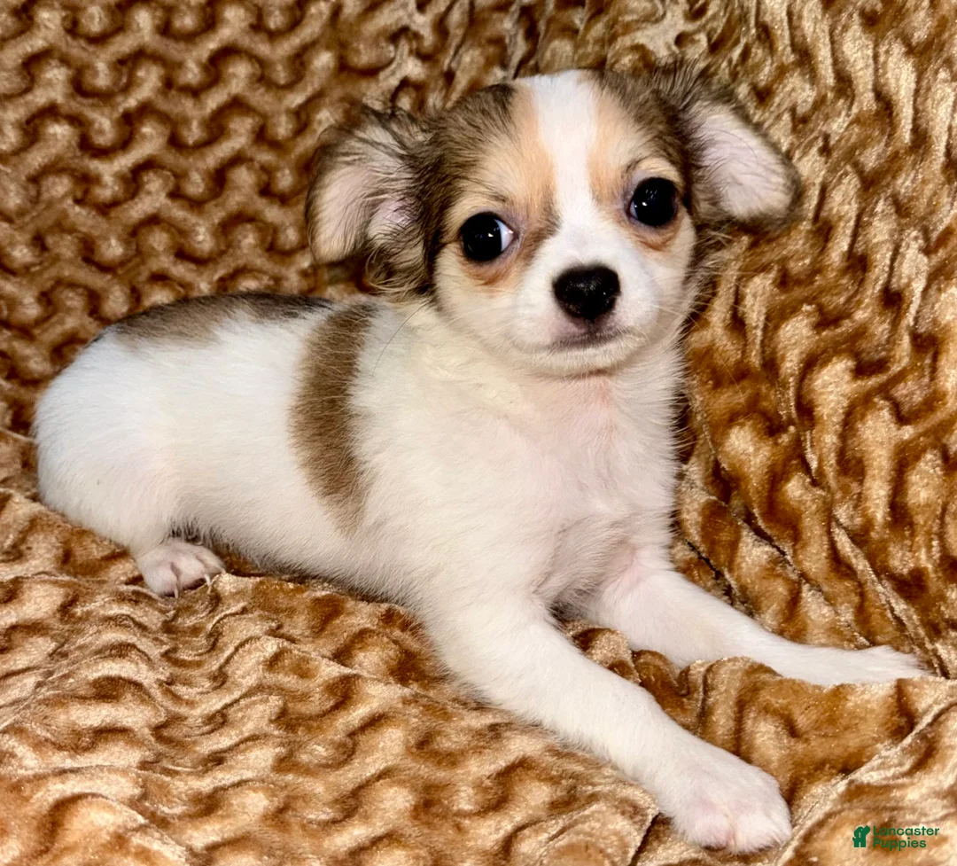 Chihuahua dogs for sale: Cookie - Ad 1