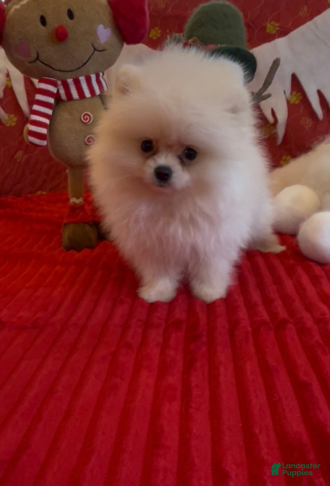 Pomeranian dogs for sale: Tom AKC Registered full rights  - Ad 15