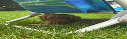 Mini Goldendoodle dogs for sale: Nugget - Ad 4