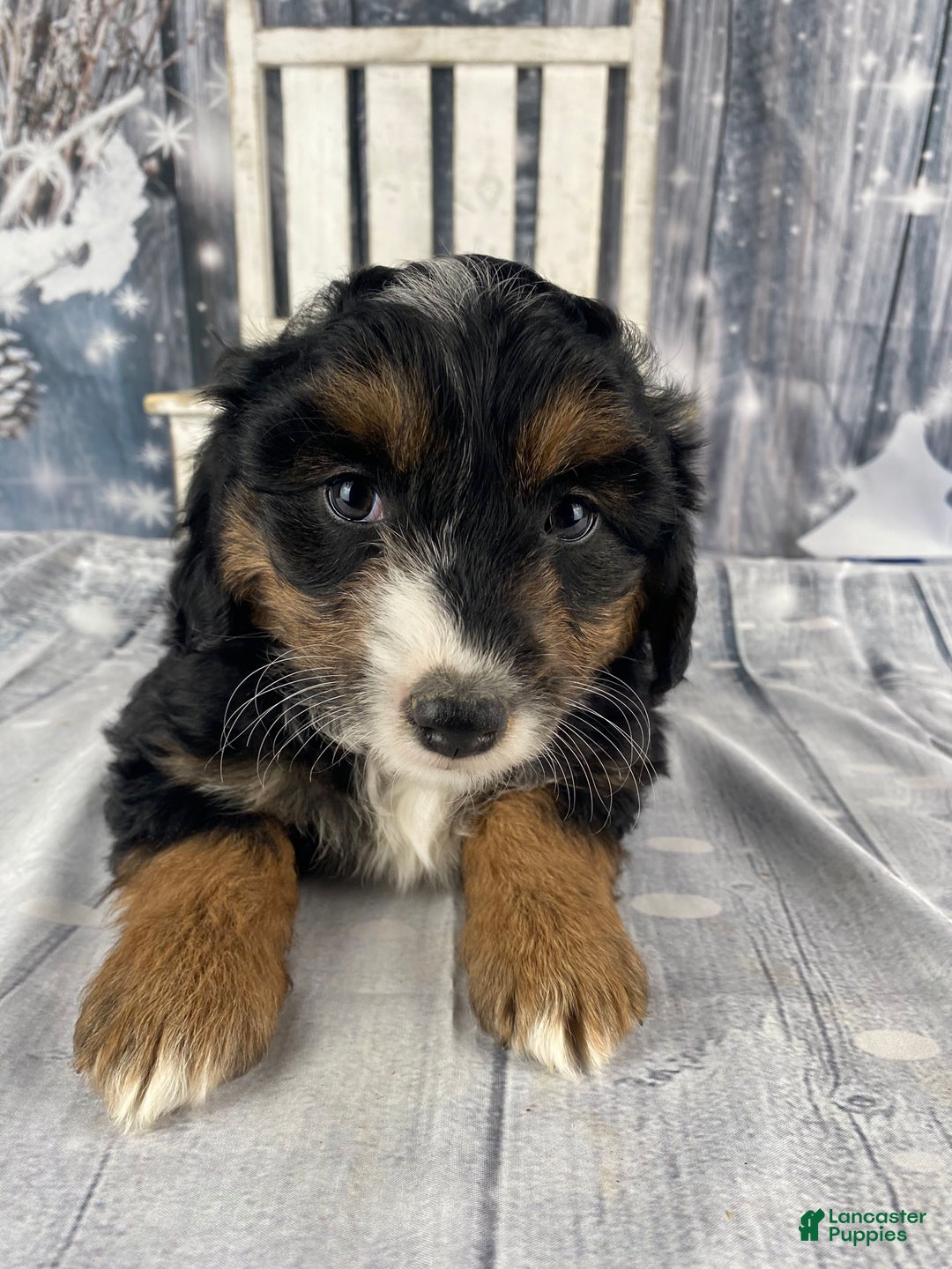 Aussiedoodle dogs for sale: Oreo - Ad 11