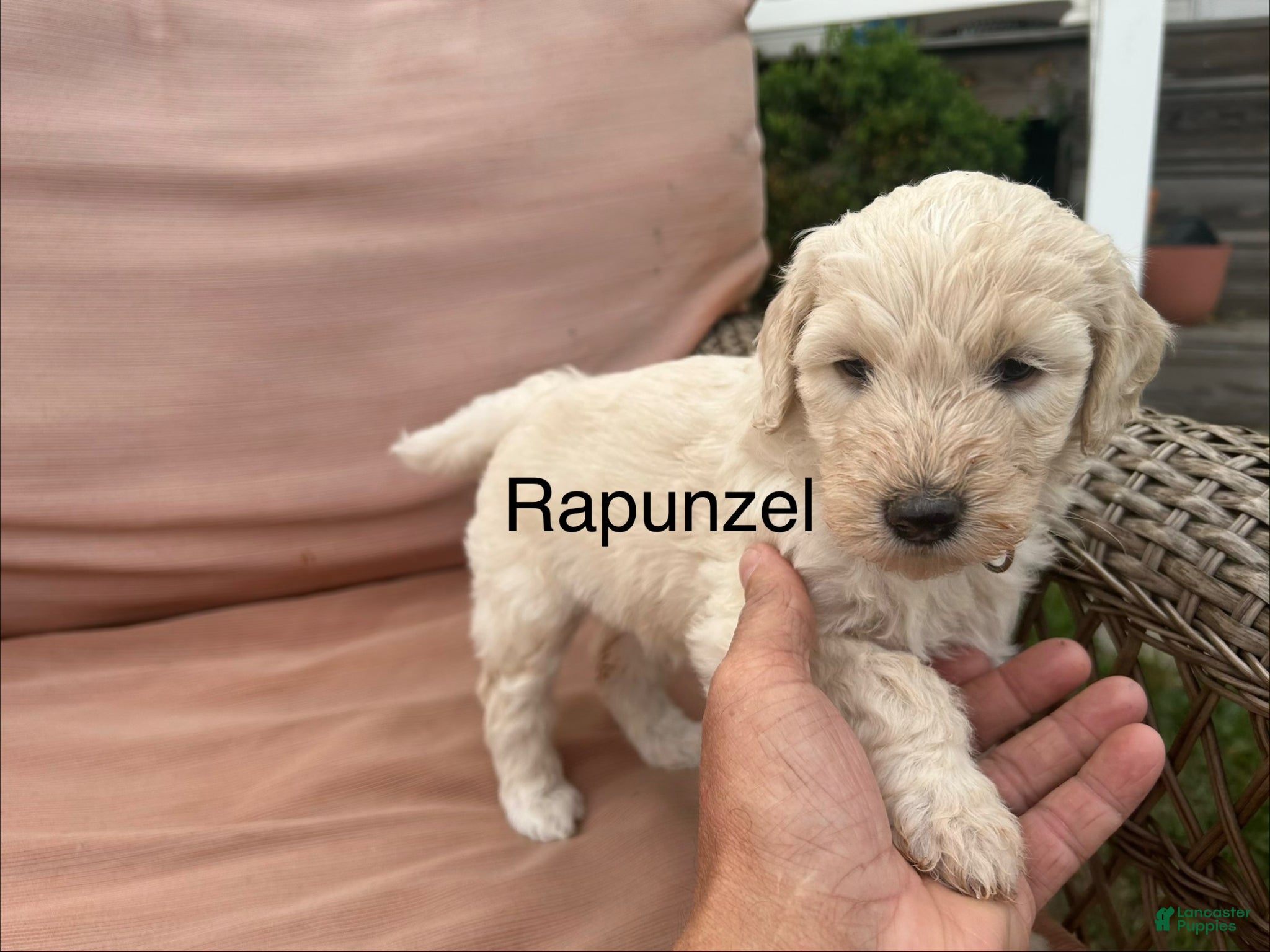 Goldendoodle dogs Goldendoodle Puppy 6 - Ad 1