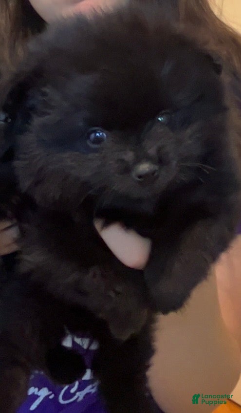 Pomeranian dogs Wednesday  - Ad 2