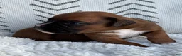Boxer dogs for sale: Opi - Ad 7