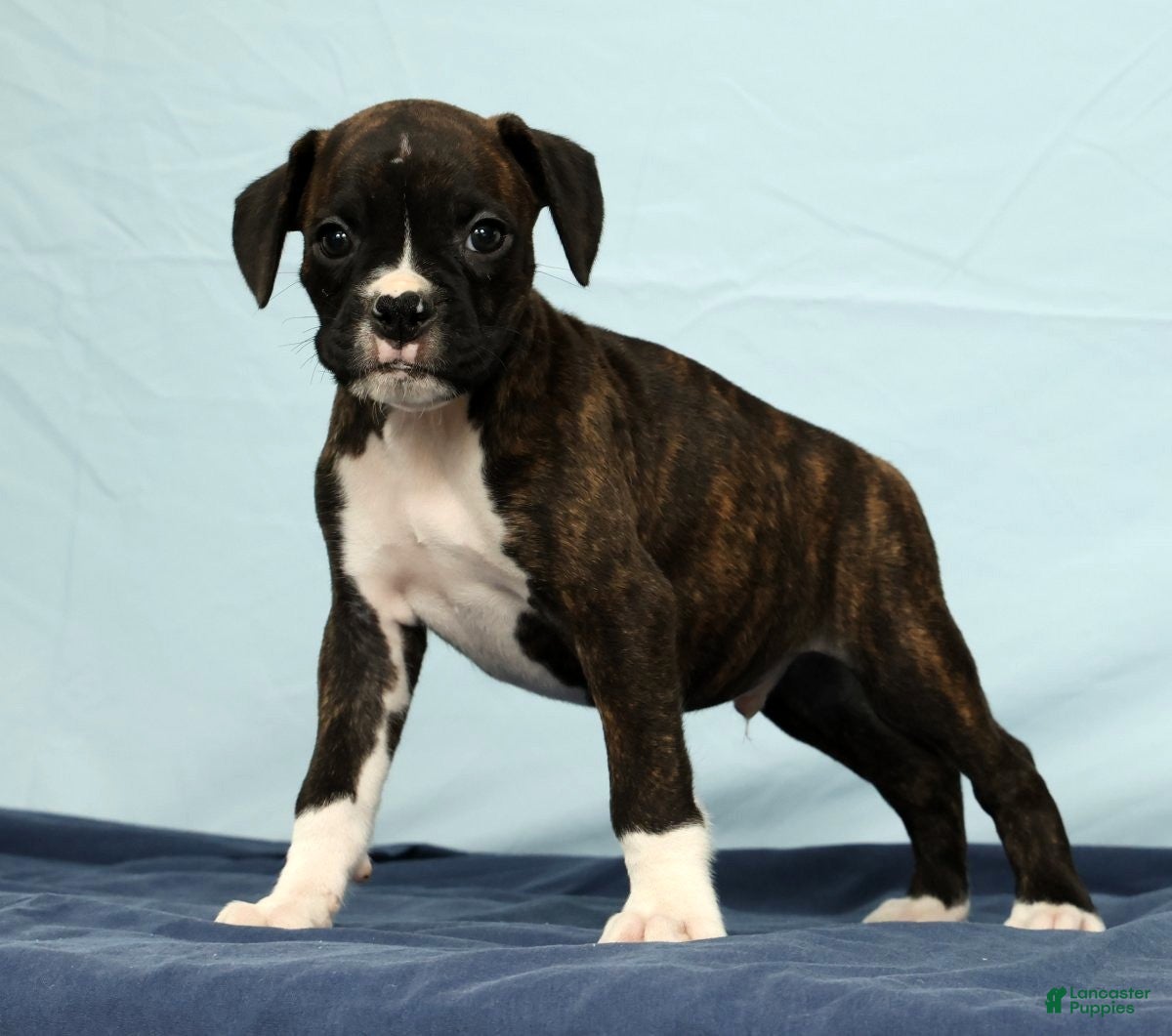 Boxer dogs Leo - Ad 2