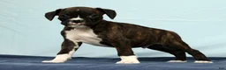 Boxer dogs for sale: Leo - Ad 2