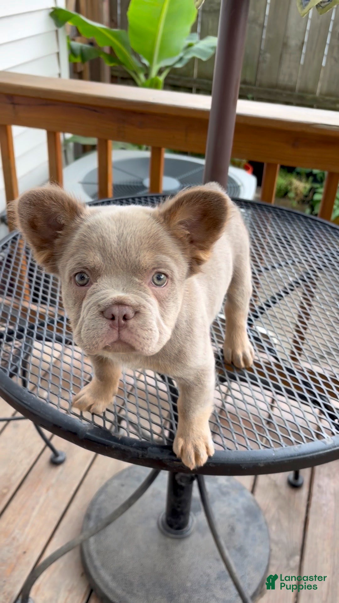 French Bulldog dogs French Bulldog 5 - Ad 1