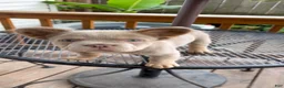 French Bulldog dogs for sale: French Bulldog 5 - Ad 7