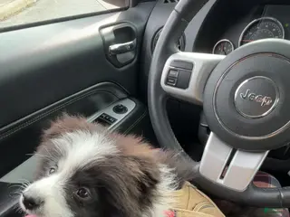 Pomeranian dogs Pomeranian Puppy 1 - Ad 15