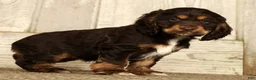 Cocker Spaniel dogs for sale: Bonnie - Ad 4