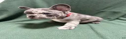 French Bulldog dogs for sale: Smalls - Ad 5