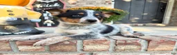 Australian Cattle Dog dogs for sale: Boone - Ad 5