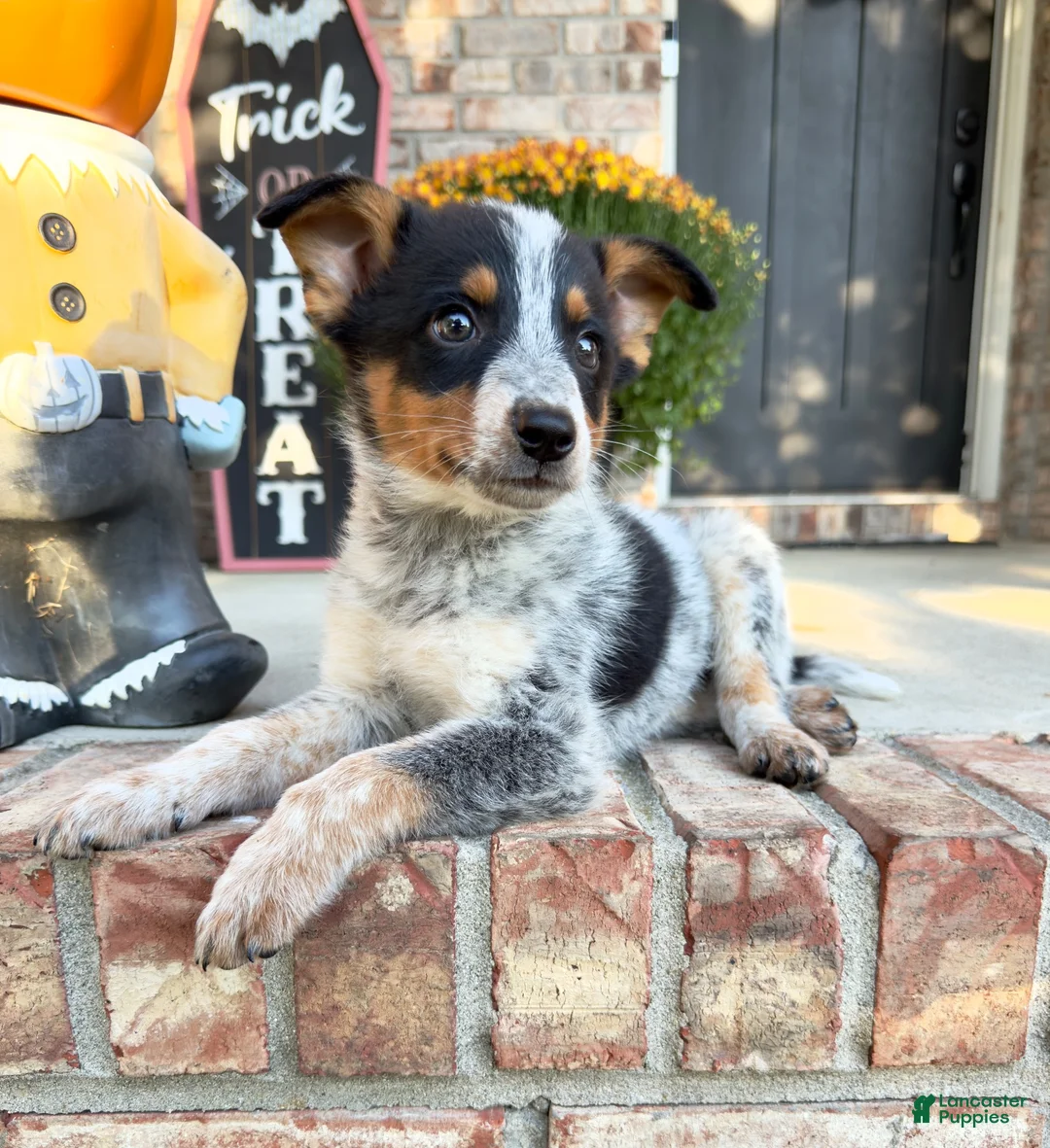 Australian Cattle Dog dogs for sale: Boone - Ad 5