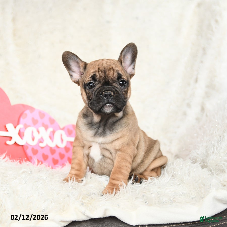 French Bulldog dogs Hazel - Ad 2