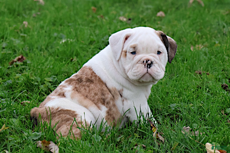 English Bulldog dogs for sale: Maestro - Ad 1
