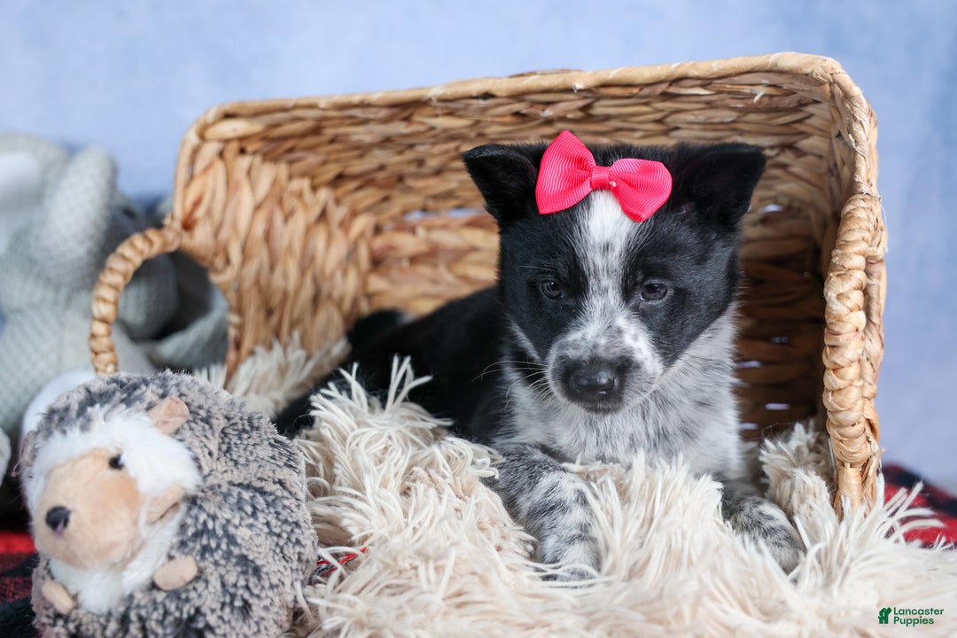 Mixed Breed dogs for sale: DOLLY - Ad 7