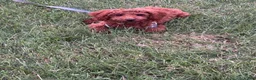 Toy Poodle dogs for sale: Nila - Ad 9