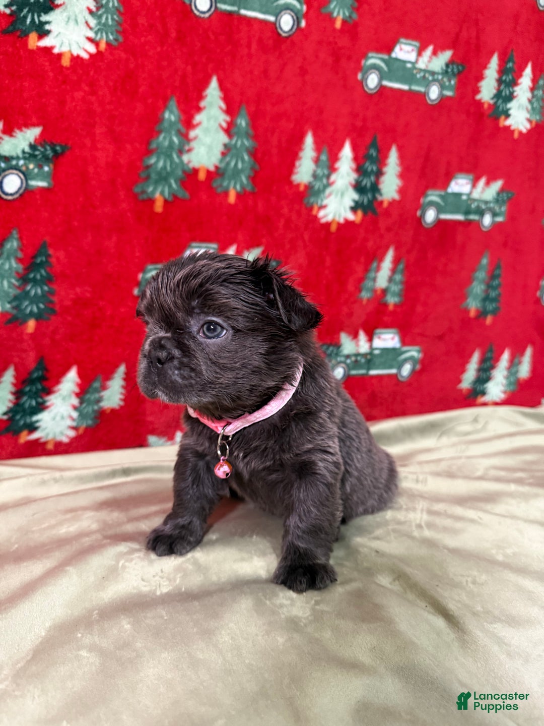 French Bulldog dogs for sale: 💗 Joy - Ad 3