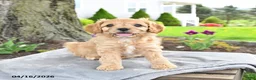 Cavapoo dogs for sale: Maple   - Ad 1