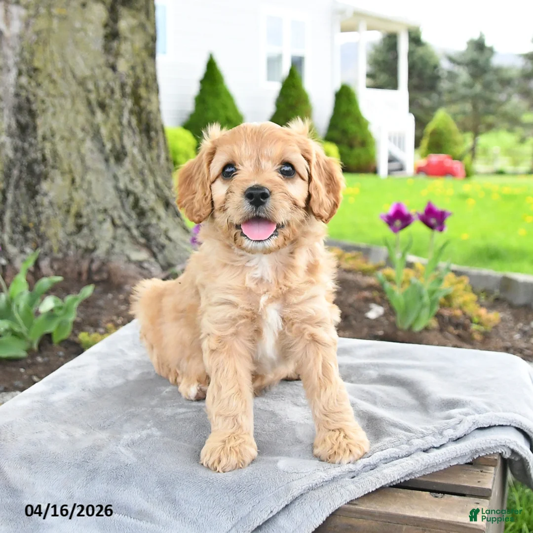 Cavapoo dogs for sale: Maple   - Ad 1