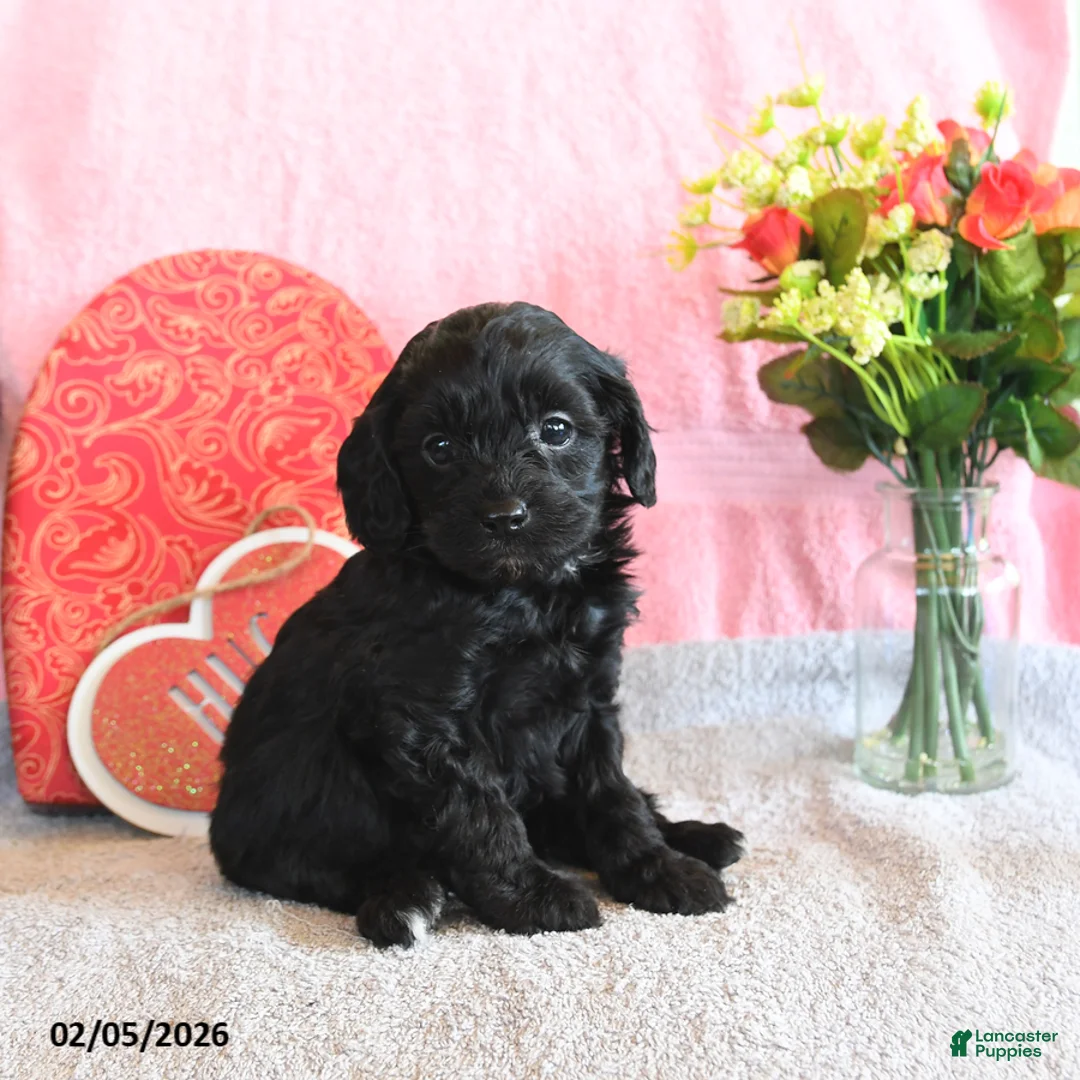 Mixed Breed dogs for sale: Snuggles   - Ad 1