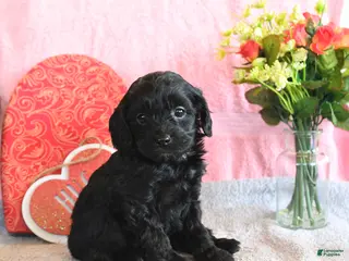 Mixed Breed dogs Snuggles - Ad 31