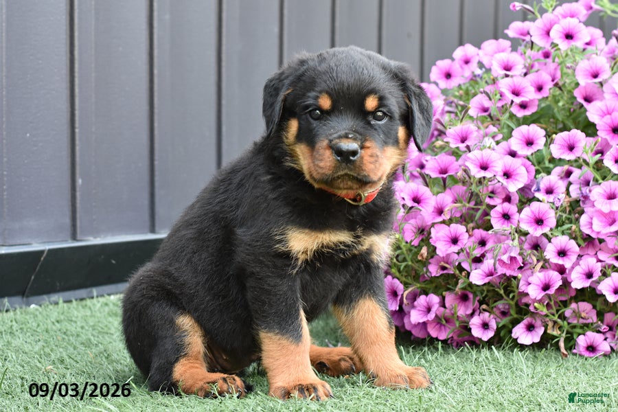 Rottweiler dogs Zara - Ad 1