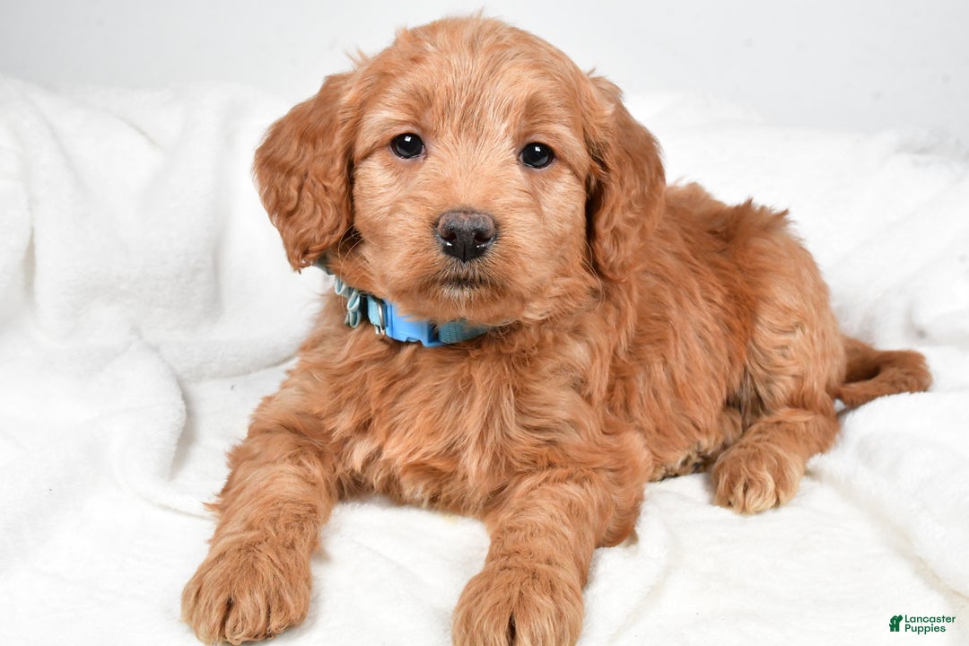 Mini Goldendoodle dogs for sale: Beulah - Ad 6