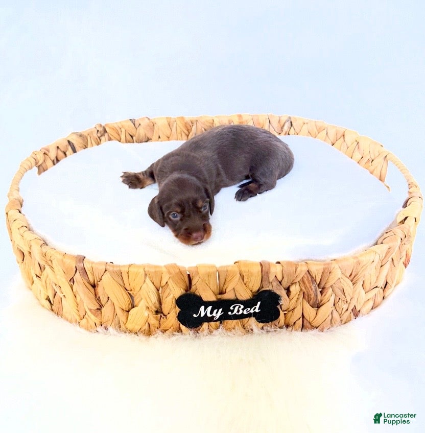Miniature Dachshund dogs Dakota - Ad 4