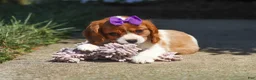 Cavalier King Charles Spaniel dogs for sale: Ellie - Ad 5