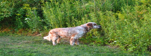 Woodcock Mountain Fletcher