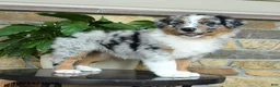 Australian Shepherd dogs for sale: Miley - Ad 5