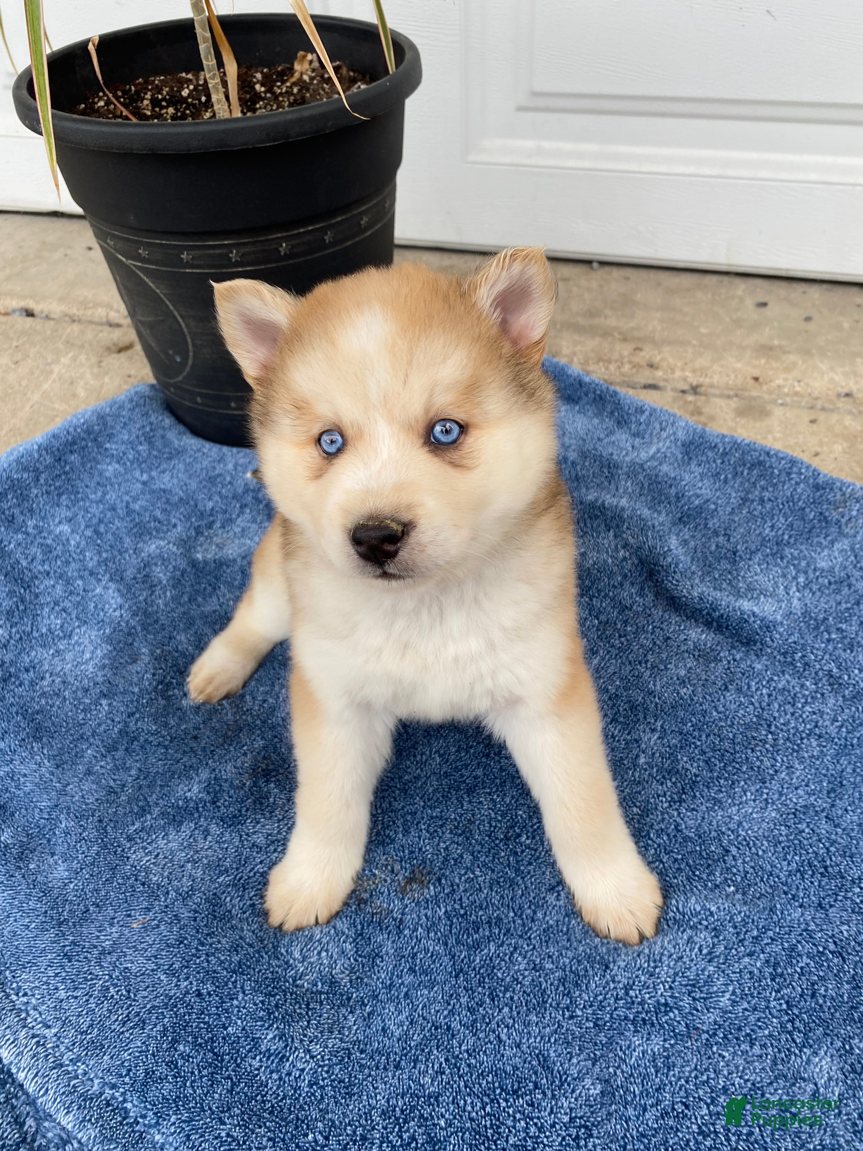 Siberian Husky dogs Jane - Ad 28