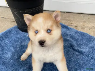 Siberian Husky dogs Jane - Ad 19