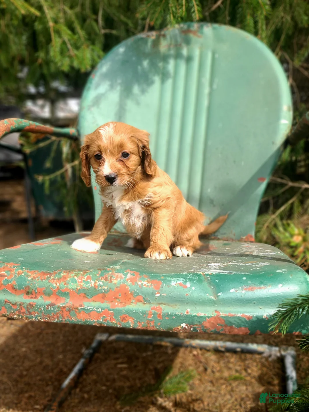 Cavapoo dogs for sale: Brie - Ad 1