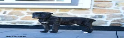 Cane Corso dogs for sale: Tilly - Ad 9