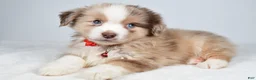 Miniature Australian Shepherd dogs for sale: Daisy - Ad 8