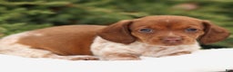 Dachshund dogs for sale: Heidi - Ad 5