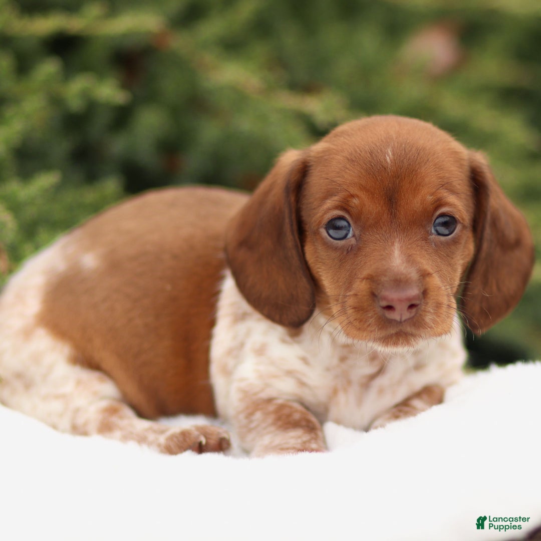 Dachshund dogs for sale: Heidi - Ad 5