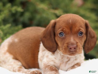Dachshund dogs Heidi - Ad 27