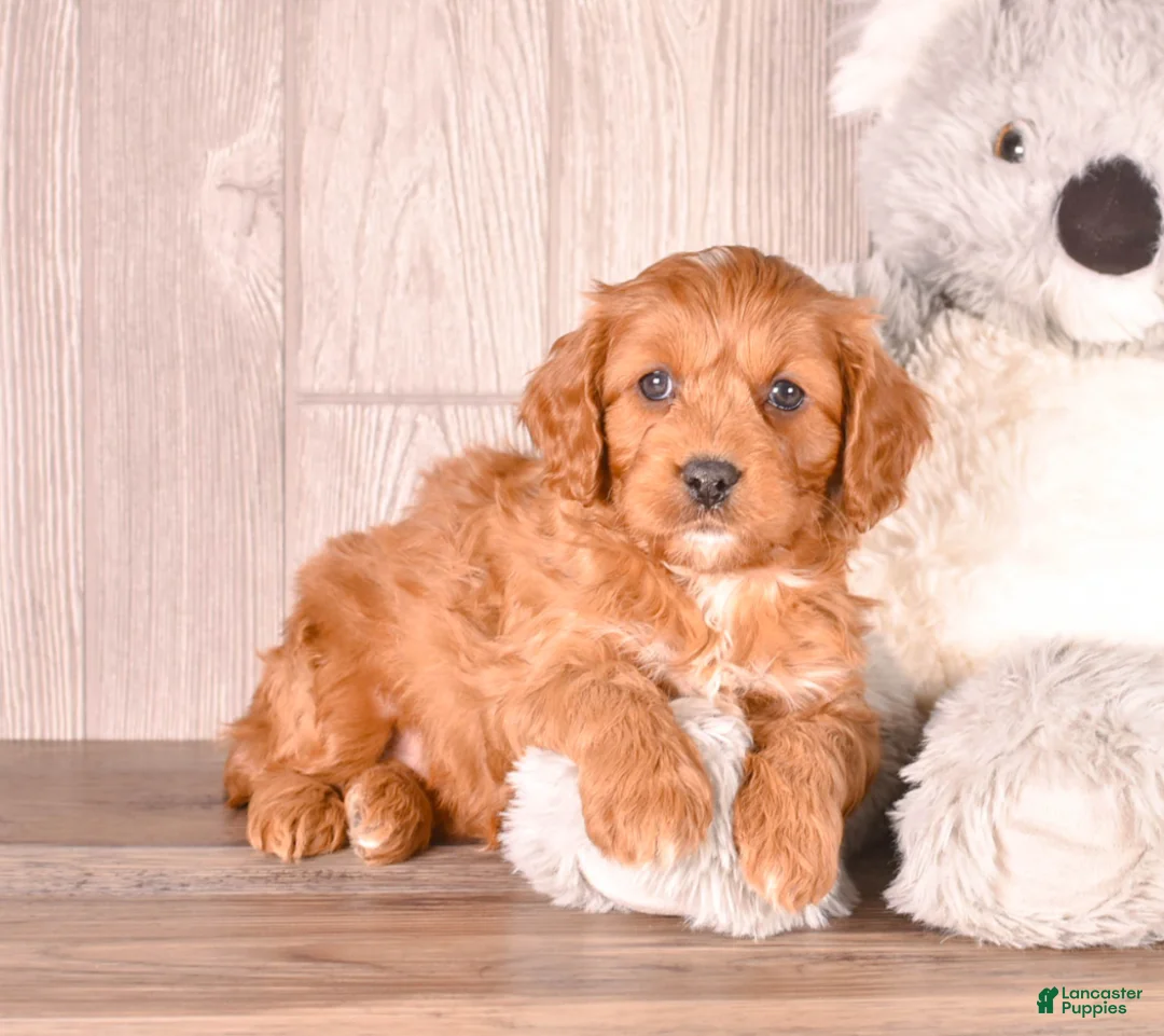 Cavapoo dogs for sale: FOX - Ad 3