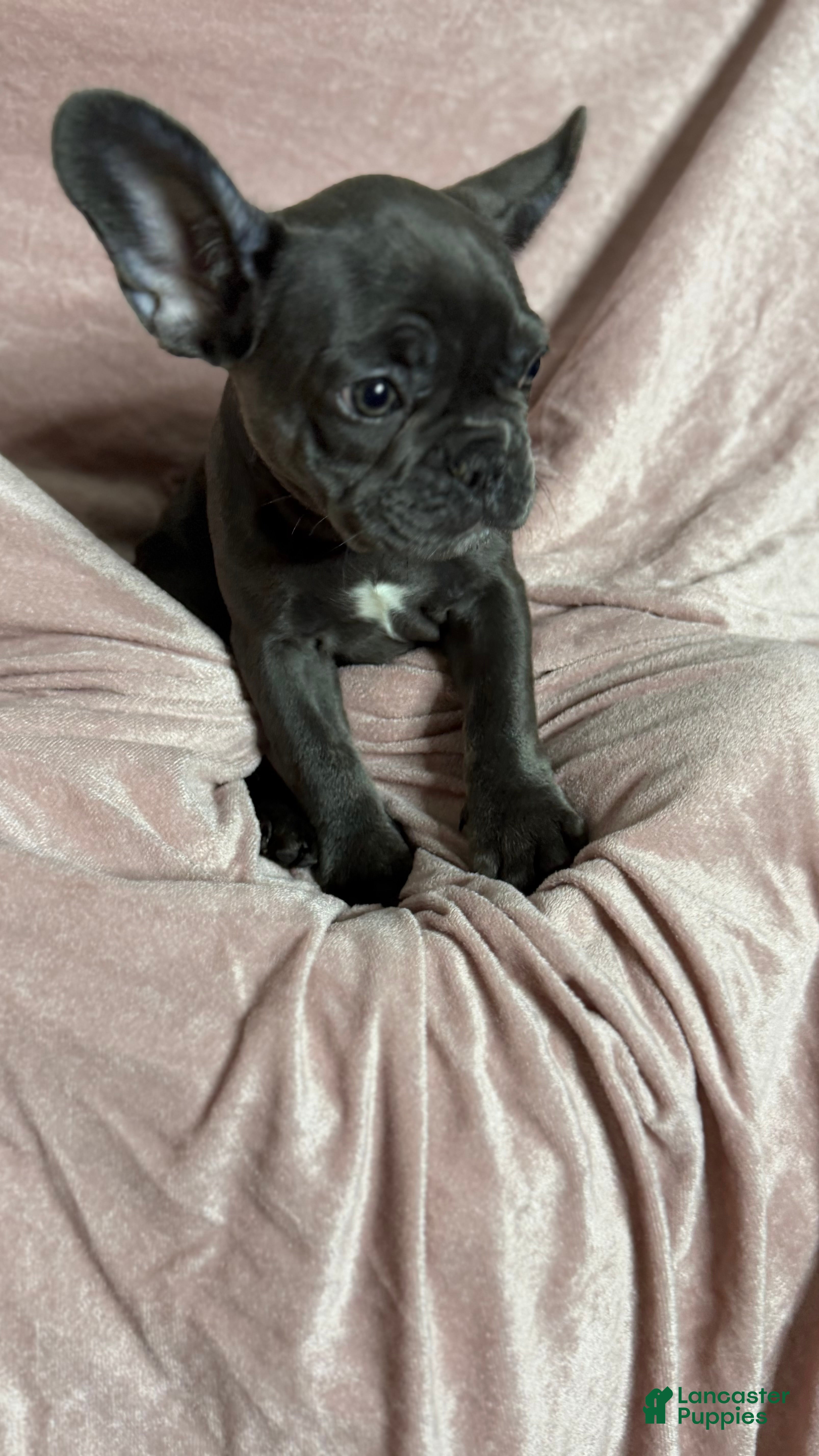 French Bulldog dogs Lola - Ad 40