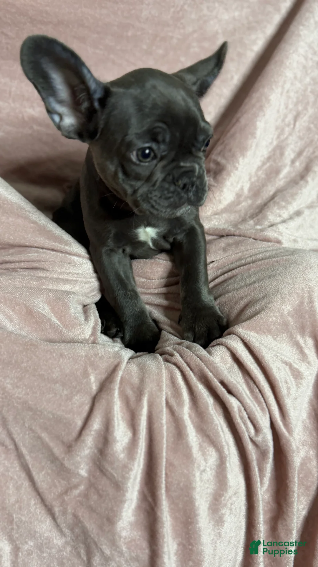 French Bulldog dogs for sale: Lola - Ad 1