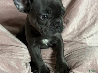 French Bulldog dogs Lola - Ad 40