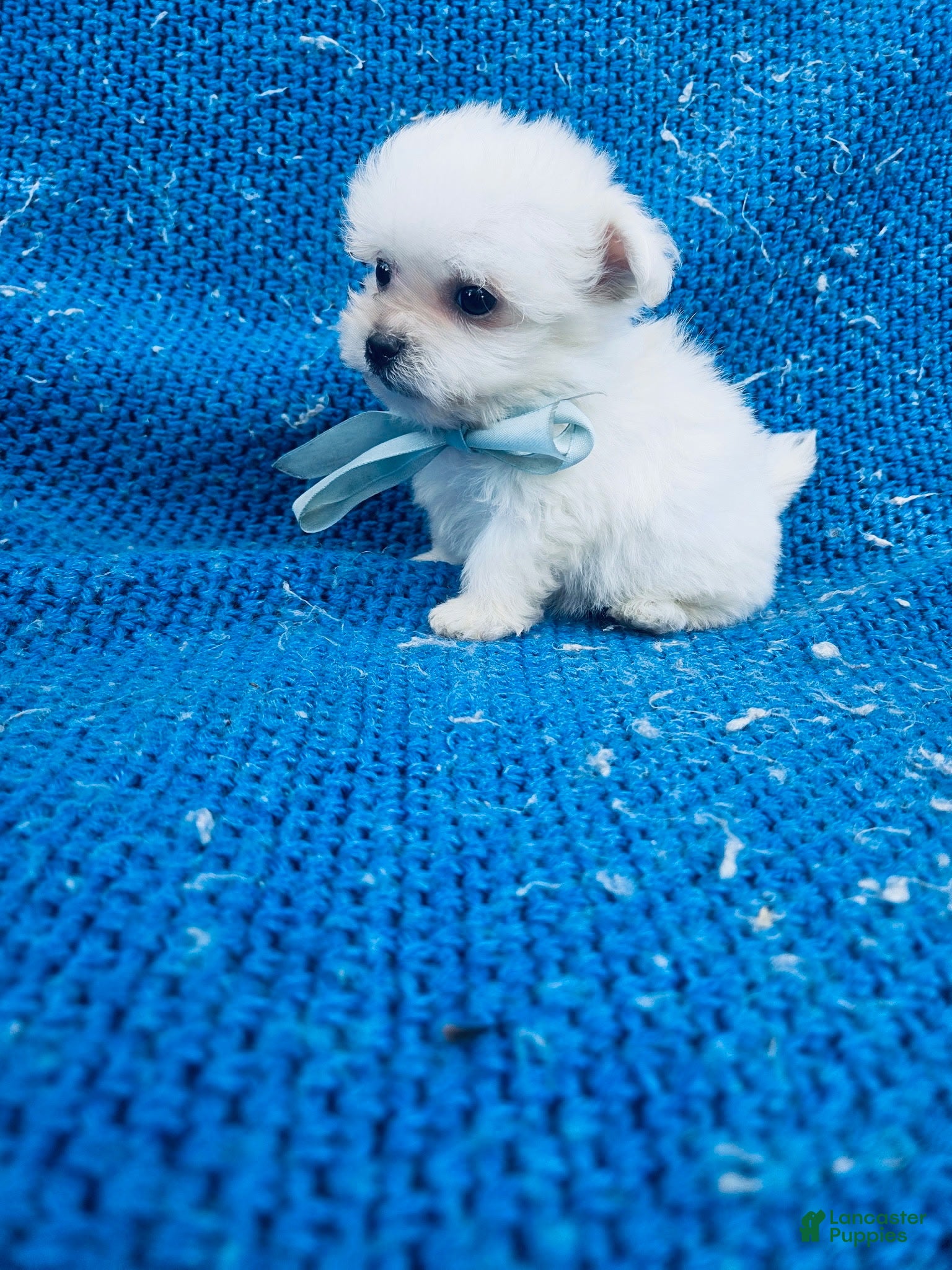 Maltipoo dogs Remmy - Ad 8
