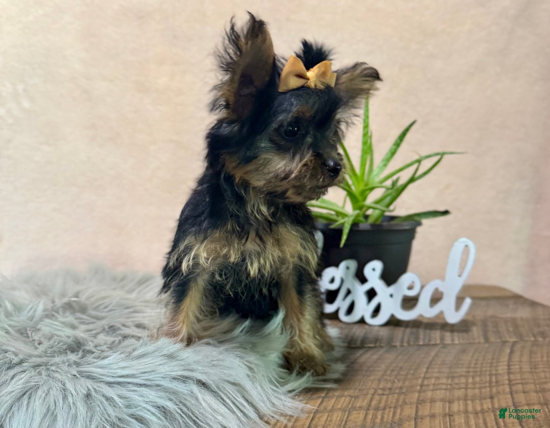 Yorkiepoo dogs for sale: Bella - Ad 2