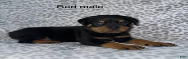 Red male 