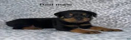 Rottweiler dogs for sale: Red male  - Ad 1